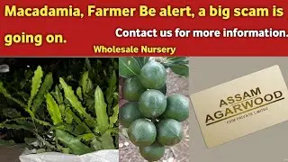 Macadamia Nuts Farming In India Telugu | Most Profitable Farming In India