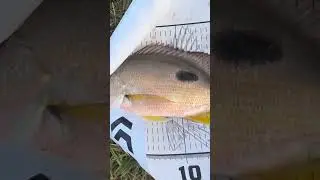 Noce mosses perch on bait and lure #flatheadfishing #music #moses