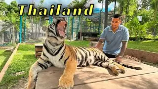 Inside cage with 5 Tigers | Chiang Mai Thailand 🇹🇭