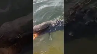 I tried boat flipping him and he broke me rod #fishing #bassfishing #fishingdaily