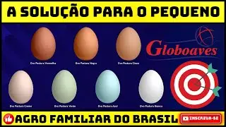 OVO CAIPIRA COLORIDO: LANÇAMENTO 2025 DE NOVAS LINHAGENS DE GALINHAS CAIPIRA DE OVOS COLORIDOS