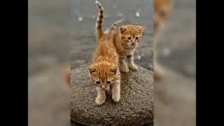 A Mother&rsquo;s Love Has No Limits 🐱💖 | Cat Saves Her Kittens from Rain @Uniquevideos2025 