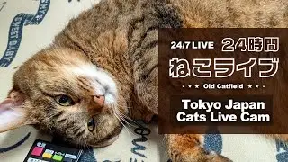 Old Cats Live Cam  - Tokyo Japan 🇯🇵