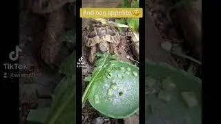 Make a cucumber salad for my #tortoise