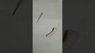Earth discoveries  is live-a fallen moving lizard tail 😨😨