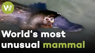 Shy Platypus - Mammals that lay eggs and swim underwater with their eyes closed!