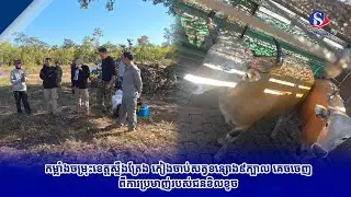 កម្លាំងចម្រុះខេត្តស្ទឹងត្រែង កៀងចាប់សត្វទន្សោង៩ក្បាល គេចចេញពីការប្រមាញ់របស់ជនខិលខូច