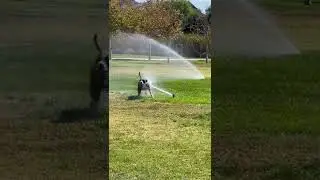 Dog Drinking Water From Sprinkler Throws Up While Walking Away