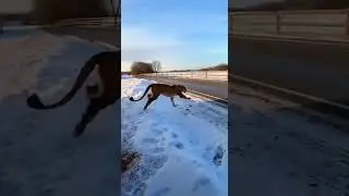 The Snowy Showdown Between a Lion and a Woman