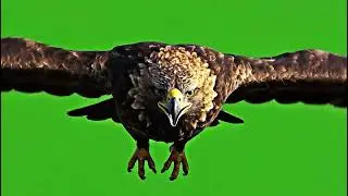 Intense Eagle Flying Green Screen Footage &ndash; No Copyright VFX