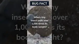 Mighty Dung Beetles #strength #bug