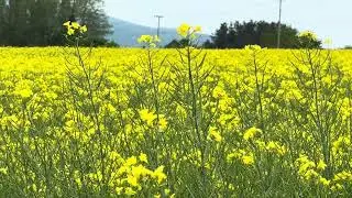 rape blossoms