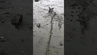 Anchor Untangling & Setting in Sand