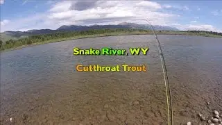 Fly Fishing for Cutthroat Trout - Snake River, WY