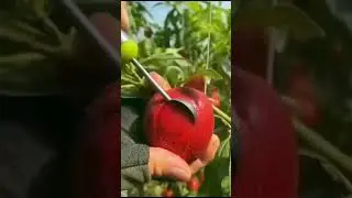 Fruits vibes😋# fruits#shortsfeed #fruitcutting