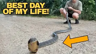 Catching a WILD KING COBRA!!!