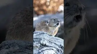 Hear the Cutest Pika Sound!