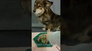Calm Dog ASMR | Food Preparation Before Eating (No Talking)