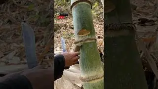 How to get water from bamboo stems #shorts #survival #bushcraft