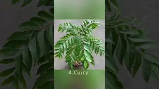 10 Easy to grow Medicinal Plants