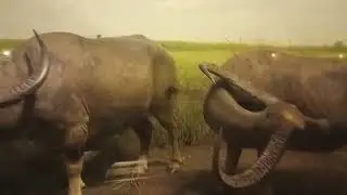 Touring the African and Asian Mammals Halls in the Field Museum of Natural History in Chicago, IL