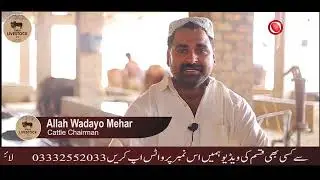 Buffalo Documentary (Sukkur Derki) | Sindh Livestock | #Sindh #orbitadvertising
