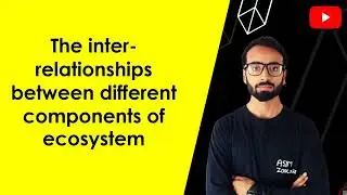 The inter-relationships between different components of ecosystem