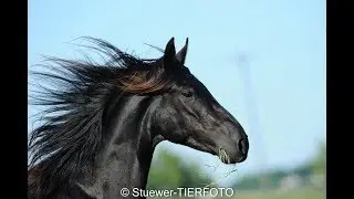 Gangpferde