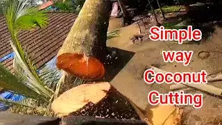 Simple way Coconut Tree Cutting / Chainsaw Machines / Raja Woodcutting