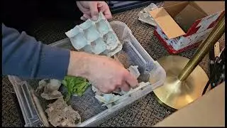 banded cricket care