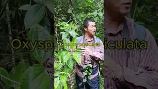 Mua đỏ &ndash; mọc đầy rừng n&uacute;i nhưng l&agrave; &ldquo;vị cứu tinh&rdquo; khi bị đứt tay, ti&ecirc;u chảy, vi&ecirc;m nhiễm bất ngờ