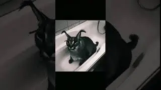 Нервные лица Шлёпы часть 5