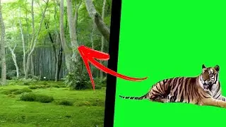 Tiger Green Screen vs Jungle 2019