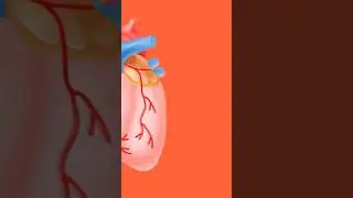 Magnesium Taurate helps the HEART