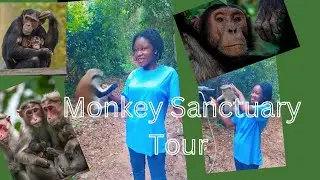 I explored Tafi Atome Monkey Sanctuary 