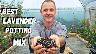 How to grow Lavender in containers!