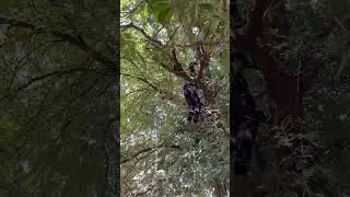 Imali ko churata hua me #funny #video #comedy #imali