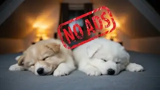 1 HOUR SAMOYED RELAXATION DREAM | PEACEFUL MUSIC FOR NIGHT REST