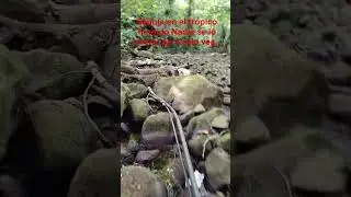 Sequ&iacute;a en el tr&oacute;pico humido de Costa Rica...