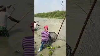 Village fishermen catching fish with polo and net trap from the beel 🐟🔥