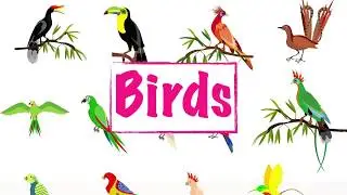 Bird Names || Pre-school Learning Video || English Educational Video ||Learn Bird Names ||Birds List