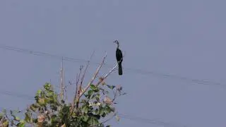 Oriental Darter | Anhinga melanogaster | Indian Bird Videos #17