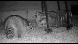 Where Are The Coyotes