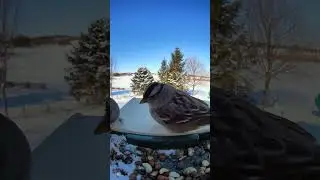 Windy day. #birds #winterbirds #wildlife #food #nature