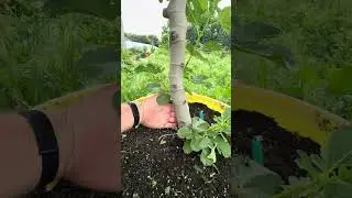 Giant LSU Scott&rsquo;s Black fig tree