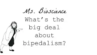Human Evolution Episode 5: What's the big deal about bipedalism?