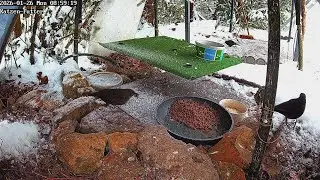 Amseln und Rotkehlchen früh im Bereich Katzenfutter im Schnee (26.01.2026)