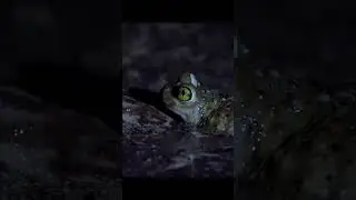 Frog Survival: Nature's Toughest Challenge 🐸
