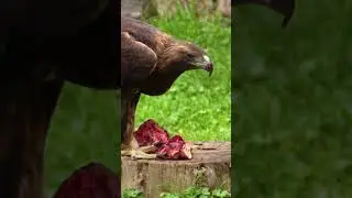 Nurturing Majesty: A Mother Eagle Feeding Her Eaglet