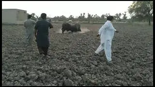 full video buffalo fight